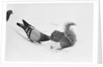 Pigeon Taking Nut from Squirrel on Snowy Day by Anonymous