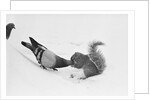 Pigeon Taking Nut from Squirrel on Snowy Day by Anonymous