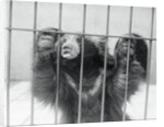 Sloth Bear of India by Anonymous