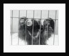 Sloth Bear of India by Anonymous
