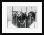 Sloth Bear of India by Anonymous