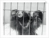 Sloth Bear of India by Anonymous