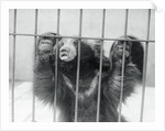 Sloth Bear of India by Anonymous