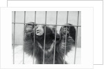 Sloth Bear of India by Anonymous