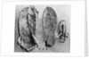 Examples of Ancient Egyptian Footwear by Anonymous