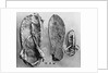 Examples of Ancient Egyptian Footwear by Anonymous