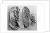 Examples of Ancient Egyptian Footwear by Corbis