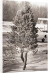 Woman Hidden Behind Her Christmas Tree by Anonymous