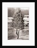 Woman Hidden Behind Her Christmas Tree by Anonymous