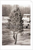 Woman Hidden Behind Her Christmas Tree by Anonymous