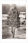 Woman Hidden Behind Her Christmas Tree by Anonymous