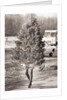 Woman Hidden Behind Her Christmas Tree by Anonymous