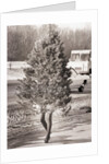 Woman Hidden Behind Her Christmas Tree by Anonymous