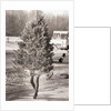 Woman Hidden Behind Her Christmas Tree by Anonymous