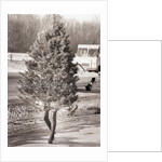 Woman Hidden Behind Her Christmas Tree by Anonymous