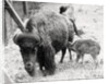 Newborn Buffalo with Mother by Anonymous