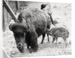 Newborn Buffalo with Mother by Anonymous