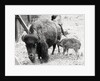 Newborn Buffalo with Mother by Anonymous