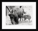 Newborn Buffalo with Mother by Anonymous