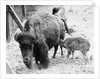 Newborn Buffalo with Mother by Anonymous