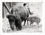 Newborn Buffalo with Mother by Anonymous