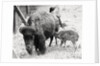 Newborn Buffalo with Mother by Anonymous