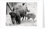 Newborn Buffalo with Mother by Anonymous