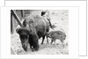 Newborn Buffalo with Mother by Anonymous