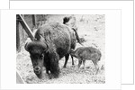 Newborn Buffalo with Mother by Anonymous