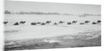 Camel Train Carrying Supplies by Anonymous