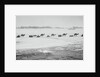 Camel Train Carrying Supplies by Anonymous