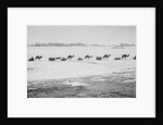 Camel Train Carrying Supplies by Anonymous