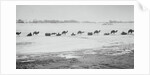 Camel Train Carrying Supplies by Anonymous