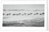 Camel Train Carrying Supplies by Anonymous