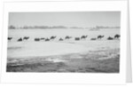 Camel Train Carrying Supplies by Anonymous