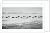 Camel Train Carrying Supplies by Anonymous
