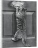 English Watch Cat by Anonymous