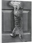 English Watch Cat by Anonymous