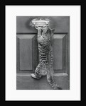 English Watch Cat by Anonymous