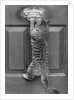 English Watch Cat by Anonymous