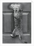 English Watch Cat by Anonymous