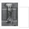 English Watch Cat by Anonymous