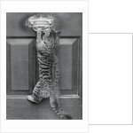 English Watch Cat by Anonymous