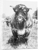 View of Prize Bull by Anonymous