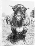 View of Prize Bull by Anonymous