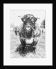 View of Prize Bull by Anonymous