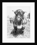 View of Prize Bull by Anonymous