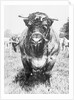 View of Prize Bull by Anonymous
