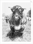 View of Prize Bull by Anonymous