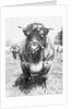 View of Prize Bull by Anonymous